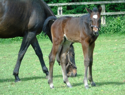 2020 colt by Kingman